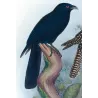 Koel (*Eudynamys cyanocephalus*) – Original lithograph by Henrik Grønvold, Mathews (1910–27)