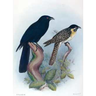 Koel by Henrik Grønvold – Antique Print – Australia