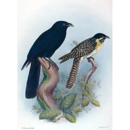 Koel by Henrik Grønvold – Antique Print – Australia