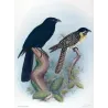 Koel (*Eudynamys cyanocephalus*) – Original lithograph by Henrik Grønvold, Mathews (1910–27)