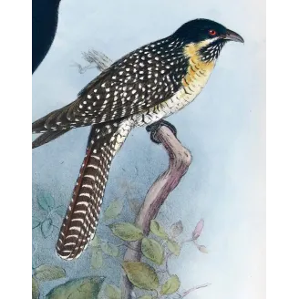 Koel by Henrik Grønvold – Antique Print – Australia