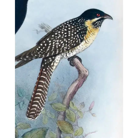 Koel by Henrik Grønvold – Antique Print – Australia