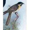 Koel (*Eudynamys cyanocephalus*) – Original lithograph by Henrik Grønvold, Mathews (1910–27)