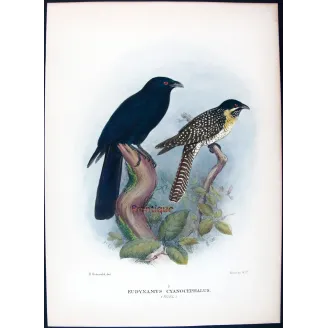 Koel by Henrik Grønvold – Antique Print – Australia