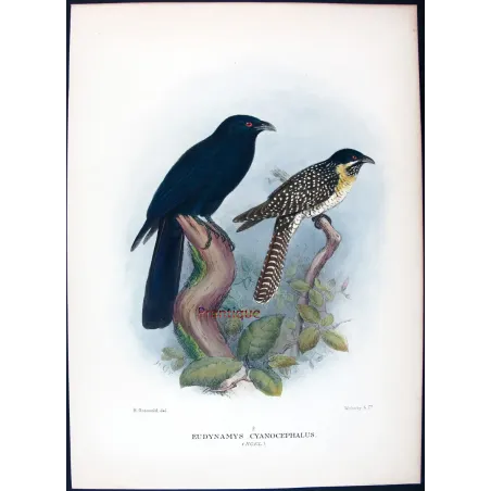 Koel by Henrik Grønvold – Antique Print – Australia