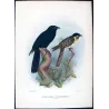 Koel (*Eudynamys cyanocephalus*) – Original lithograph by Henrik Grønvold, Mathews (1910–27)