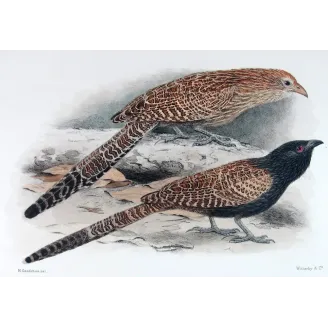 Coucal by H. Goodchild – Antique Print – Australia