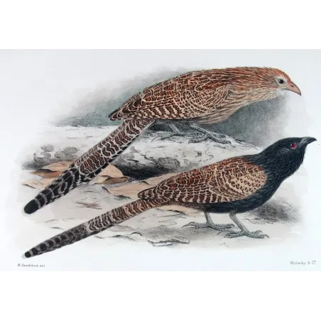 Coucal by H. Goodchild – Antique Print – Australia