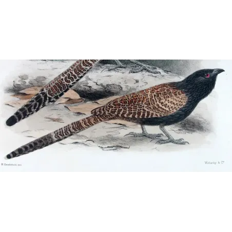 Coucal by H. Goodchild – Antique Print – Australia
