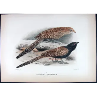Coucal by H. Goodchild – Antique Print – Australia