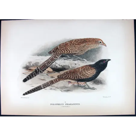 Coucal by H. Goodchild – Antique Print – Australia