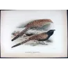 Coucal (*Polophilus phasianinus*) – Original lithograph by H. Goodchild, Mathews (1910–27)