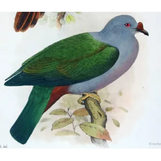 Chestnut-breasted Cuckoo by Henrik Grønvold, Antique Print