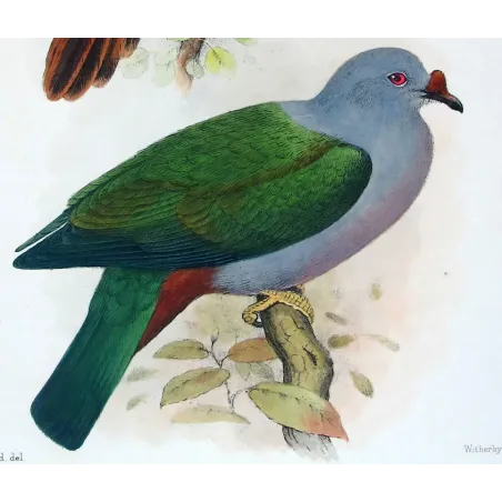Chestnut-breasted Cuckoo by Henrik Grønvold, Antique Print