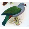 Chestnut-breasted Cuckoo & Queensland Pigeon (*Cacomantis castaneiventris*) – Original by Henrik Grønvold, Mathews (1910–27)