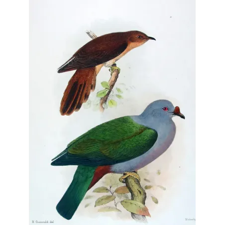 Chestnut-breasted Cuckoo by Henrik Grønvold, Antique Print