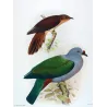 Chestnut-breasted Cuckoo & Queensland Pigeon (*Cacomantis castaneiventris*) – Original by Henrik Grønvold, Mathews (1910–27)