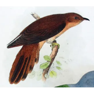 Chestnut-breasted Cuckoo by Henrik Grønvold, Antique Print