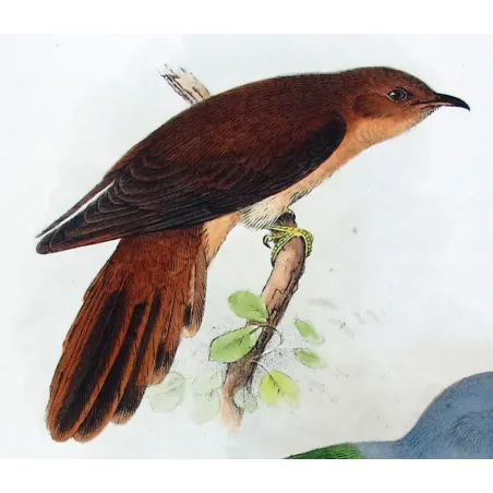 Chestnut-breasted Cuckoo by Henrik Grønvold, Antique Print