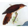 Chestnut-breasted Cuckoo & Queensland Pigeon (*Cacomantis castaneiventris*) – Original by Henrik Grønvold, Mathews (1910–27)