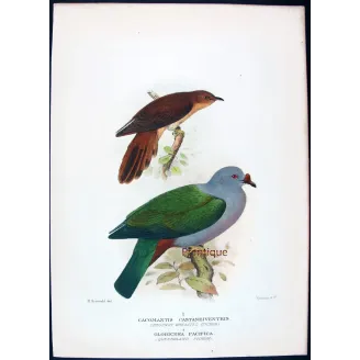 Chestnut-breasted Cuckoo by Henrik Grønvold, Antique Print