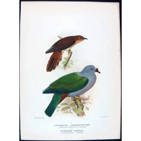 Chestnut-breasted Cuckoo by Henrik Grønvold, Antique Print