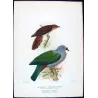 Chestnut-breasted Cuckoo & Queensland Pigeon (*Cacomantis castaneiventris*) – Original by Henrik Grønvold, Mathews (1910–27)