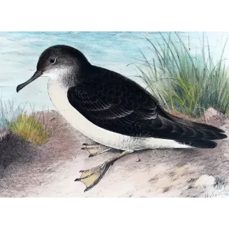 Fluttering Petrel by H. Grønvold – Antique Print – Australia