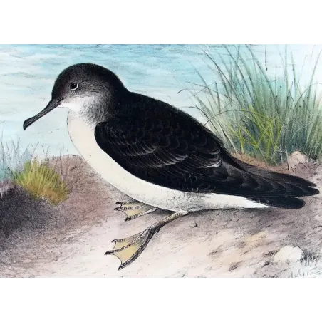 Fluttering Petrel by H. Grønvold – Antique Print – Australia