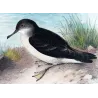 Fluttering Petrel (*Reinholdia reinholdi*) – Original lithograph by Henrik Grønvold, Mathews (1910–27)