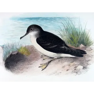 Fluttering Petrel by H. Grønvold – Antique Print – Australia
