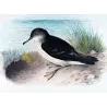 Fluttering Petrel (*Reinholdia reinholdi*) – Original lithograph by Henrik Grønvold, Mathews (1910–27)