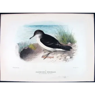 Fluttering Petrel by H. Grønvold – Antique Print – Australia