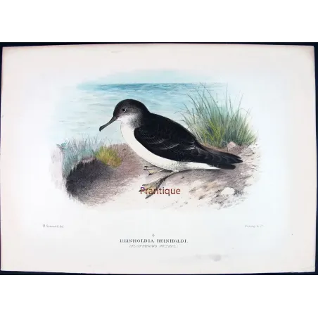 Fluttering Petrel by H. Grønvold – Antique Print – Australia