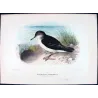 Fluttering Petrel (*Reinholdia reinholdi*) – Original lithograph by Henrik Grønvold, Mathews (1910–27)