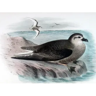 Mottled Petrel – Henrik Grønvold – Antique Print – Australia
