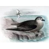 Mottled Petrel (*Pterodroma inexpectata*) – Original lithograph by Henrik Grønvold, Mathews (1910–27)