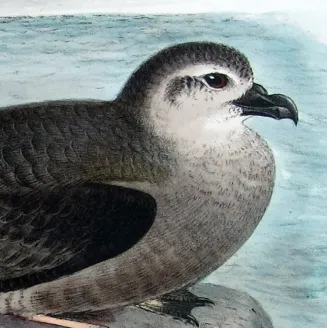 Mottled Petrel – Henrik Grønvold – Antique Print – Australia