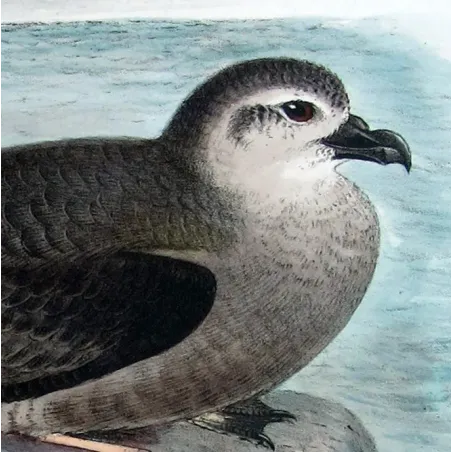 Mottled Petrel – Henrik Grønvold – Antique Print – Australia