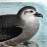 Mottled Petrel (*Pterodroma inexpectata*) – Original lithograph by Henrik Grønvold, Mathews (1910–27)