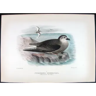 Mottled Petrel – Henrik Grønvold – Antique Print – Australia