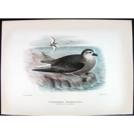 Mottled Petrel – Henrik Grønvold – Antique Print – Australia