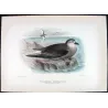 Mottled Petrel (*Pterodroma inexpectata*) – Original lithograph by Henrik Grønvold, Mathews (1910–27)