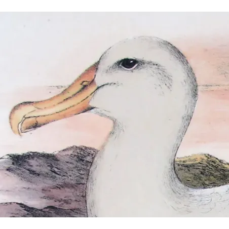 Snowy Albatros – Henrik Grønvold – Antique Print – Australia