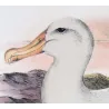 Snowy Albatros (*Diomedea chionoptera*) – Original lithograph by Henrik Grønvold, Mathews (1910–27)
