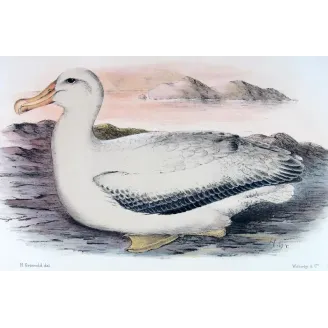 Snowy Albatros – Henrik Grønvold – Antique Print – Australia