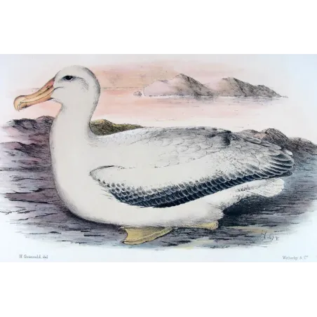 Snowy Albatros – Henrik Grønvold – Antique Print – Australia