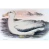 Snowy Albatros (*Diomedea chionoptera*) – Original lithograph by Henrik Grønvold, Mathews (1910–27)