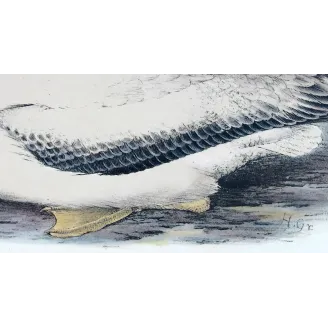 Snowy Albatros – Henrik Grønvold – Antique Print – Australia