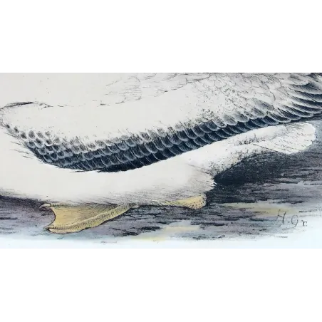 Snowy Albatros – Henrik Grønvold – Antique Print – Australia